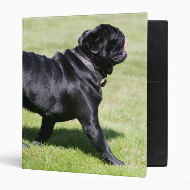 Black Pug Panting While Walking 3 Ring Binder (Front/Inside)