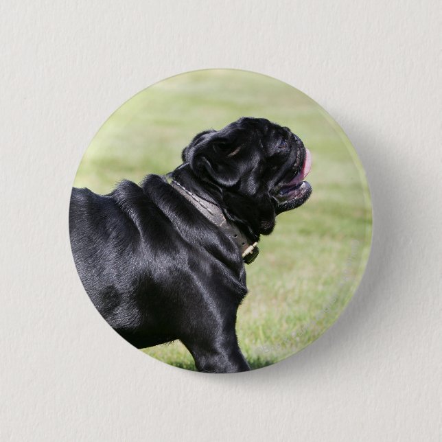 Black Pug Panting While Walking Button (Front)
