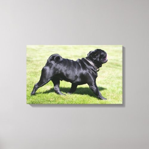 Black Pug Panting While Walking Canvas Print
