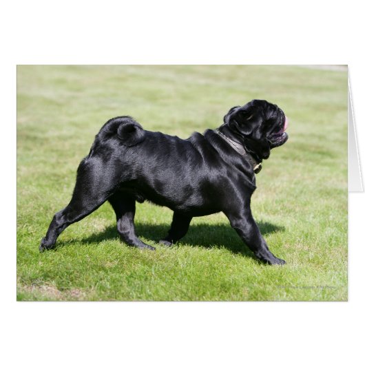 Black Pug Panting While Walking Cards (Front Horizontal)