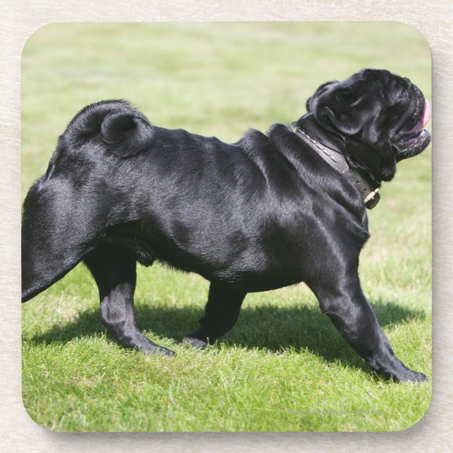 Black Pug Panting While Walking Coaster (Front)