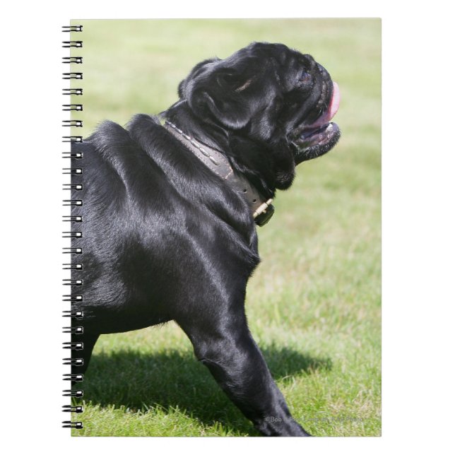 Black Pug Panting While Walking Notebook (Front)