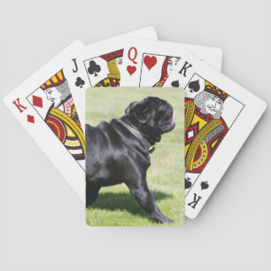 Black Pug Panting While Walking Poker Cards