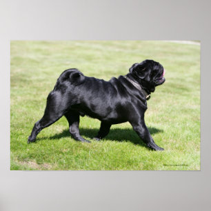 Black Pug Panting While Walking Poster