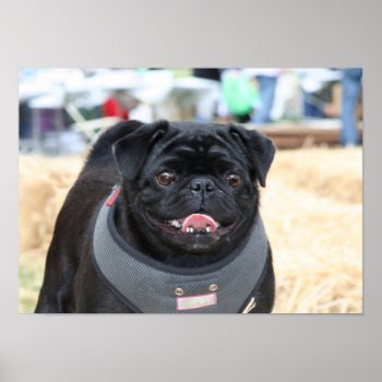 Black Pug Poster by ritmoboxer at Zazzle