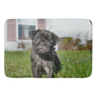 Black pug puppy