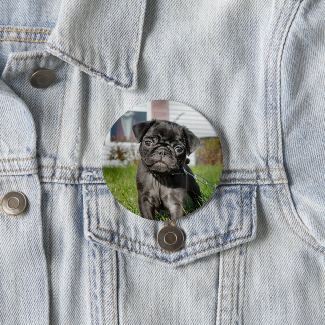 bLACK PUG PUPPY  Button (In Situ)