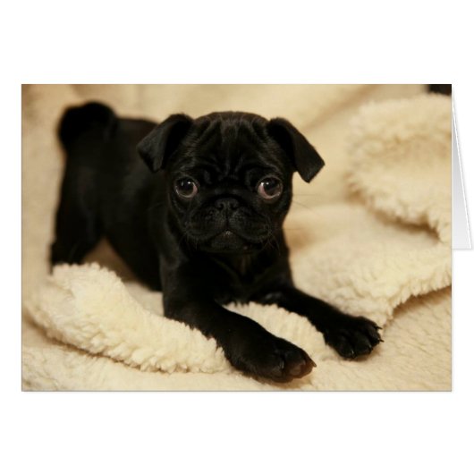 Black Pug Puppy Cards (Front Horizontal)