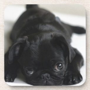 Black Pug Puppy Coaster
