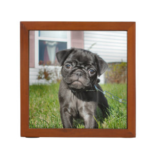 Black Pug Puppy Desk Organizer