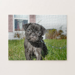 Black Pug puppy Jigsaw Puzzle