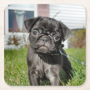bLACK PUG PUPPY Paper Plate Square Paper Coaster