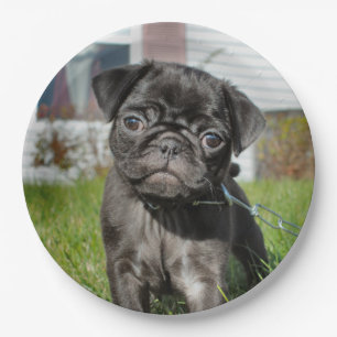 bLACK PUG PUPPY Paper Plates