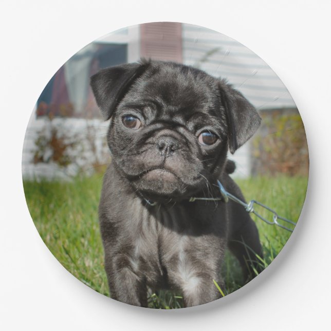 bLACK PUG PUPPY  Paper Plates (Front)
