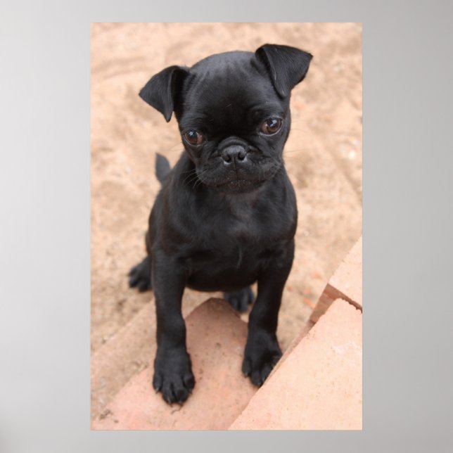 Black pug puppy poster (Front)