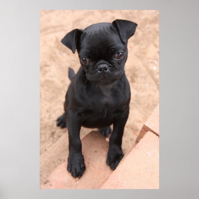Black pug puppy poster