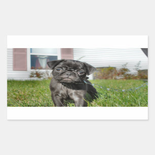 Black Pug puppy Rectangular Sticker