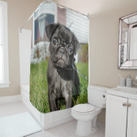 Black pug puppy