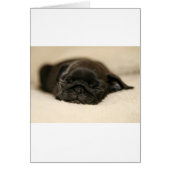 Black Pug Puppy Sleeping (Front)