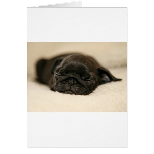 Black Pug Puppy Sleeping Cards (Front)