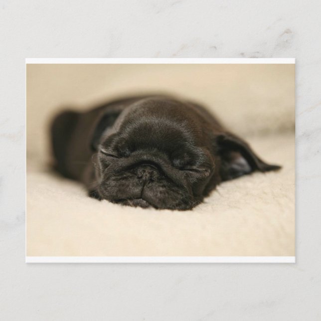 Black Pug Puppy Sleeping Postcard (Front)