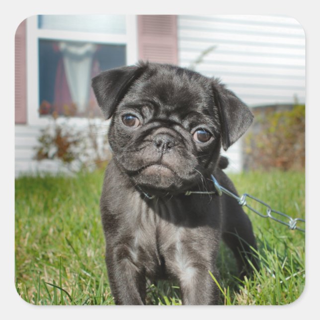 bLACK PUG PUPPY Square Sticker (Front)