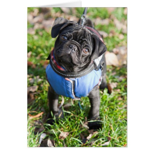 Black Pug Puppy Wearing A Jacket Cards (Front)