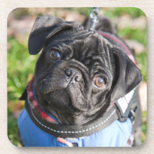 Black Pug Puppy Wearing A Jacket Drink Coaster