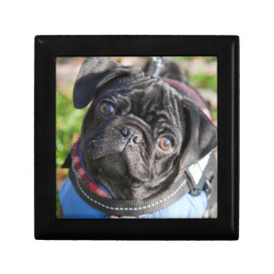 Black Pug Puppy Wearing A Jacket Jewelry Box