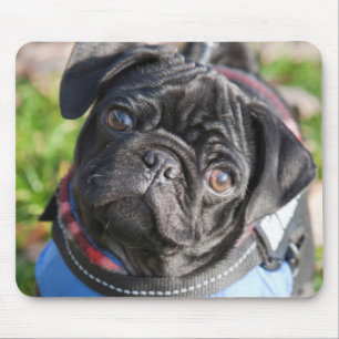 Black Pug Puppy Wearing A Jacket Mouse Pad