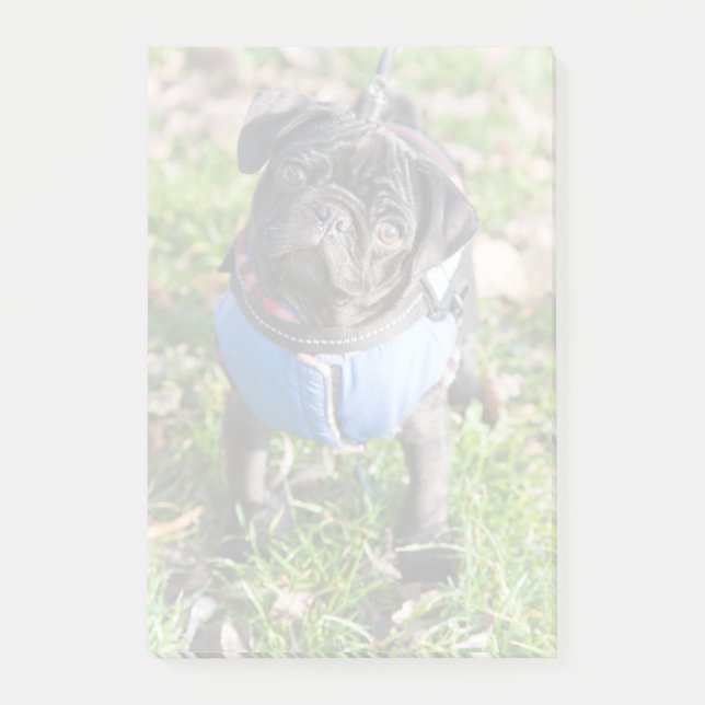 Black Pug Puppy Wearing A Jacket Post-it Notes (Front)