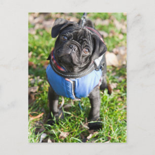 Black Pug Puppy Wearing A Jacket Postcard