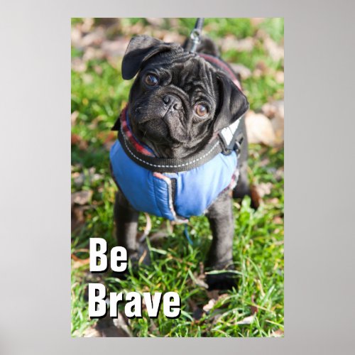 Black Pug Puppy Wearing A Jacket Poster