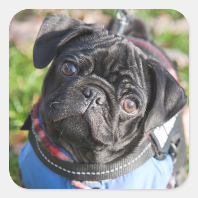 Black Pug Puppy Wearing A Jacket Square Sticker (Front)