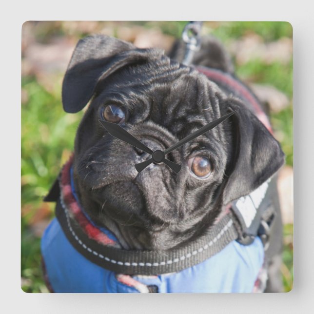 Black Pug Puppy Wearing A Jacket Square Wall Clock (Front)