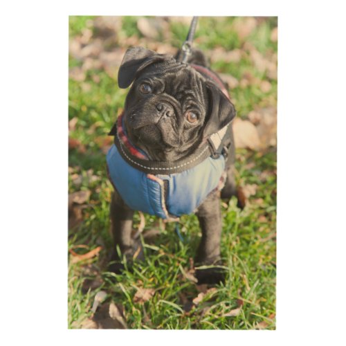 Black Pug Puppy Wearing A Jacket Wood Wall Decor