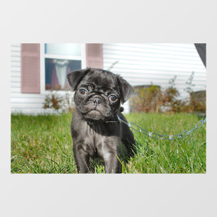 Black Pug puppy Window Cling