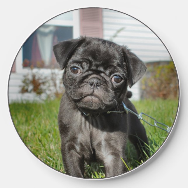 Black Pug Puppy Wireless Charger (Front)