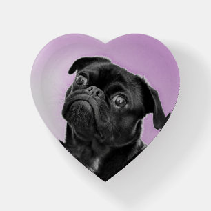 Black Pug Purple Paperweight