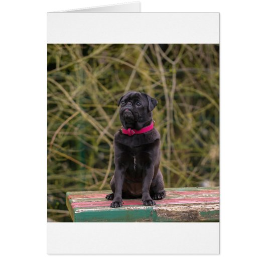 black pug sitting cards (Front)