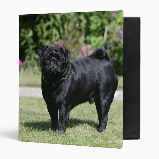 Black Pug Standing Looking at Camera Binder (Front/Inside)