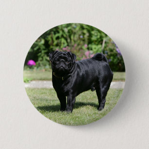 Black Pug Standing Looking at Camera Button