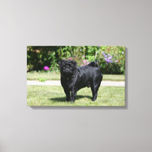 Black Pug Standing Looking at Camera Canvas Print
