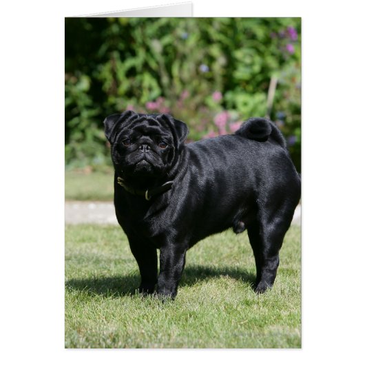 Black Pug Standing Looking at Camera Cards (Front)