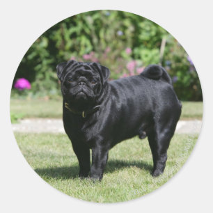 Black Pug Standing Looking at Camera Classic Round Sticker