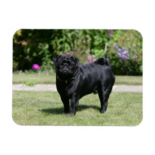 Black Pug Standing Looking at Camera Magnet