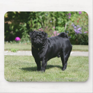 Black Pug Standing Looking at Camera Mouse Pad