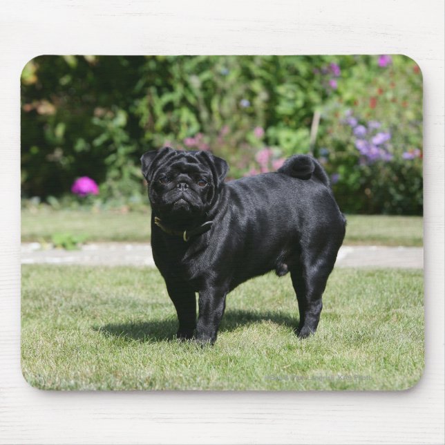 Black Pug Standing Looking at Camera Mouse Pad (Front)