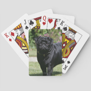 Black Pug Standing Looking at Camera Poker Cards
