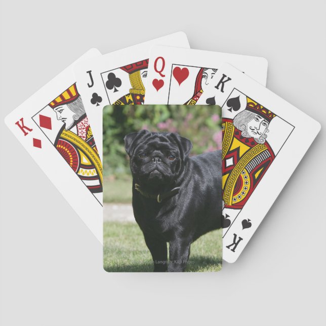 Black Pug Standing Looking at Camera Poker Cards (Back)